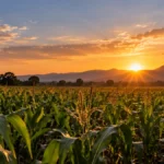 Campo de maíz en México iluminado por el Sol durante un cambio estacional