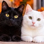 Gato negro y gato blanco juntos, imagen ilustrativa sobre la suspensión temporal de adopciones durante Halloween en México.